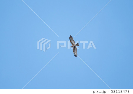 大瀬崎・ハチクマ、秋の渡り04 大瀬崎・ハチクマ、秋の渡り04 58118473