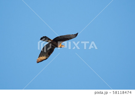 大瀬崎・ハチクマ、秋の渡り05 58118474