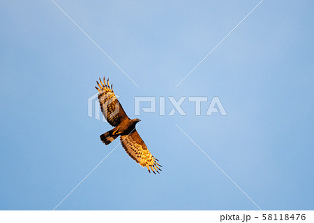 大瀬崎・朝日を浴びて渡るハチクマ01 58118476