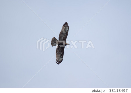 大瀬崎上空を飛翔するハチクマ04 大瀬崎上空を飛翔するハチクマ04 58118497