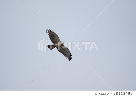 大瀬崎上空を飛翔するハチクマ05 大瀬崎上空を飛翔するハチクマ05 58118499