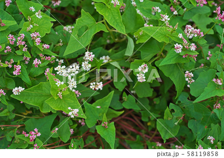 赤いソバの花（アカバナソバ、高嶺ルビー） 58119858