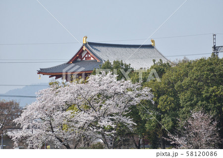 桜　平城京跡 58120086