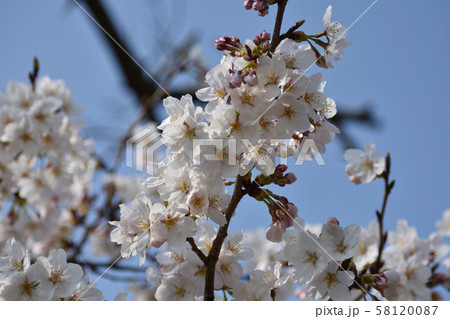 桜　平城京跡 58120087