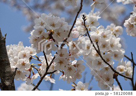 桜　平城京跡 58120088