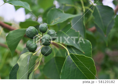 初秋の緑色のナンキンハゼの実 58120182