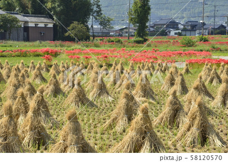 【京都府　亀岡市】彼岸花の里 58120570