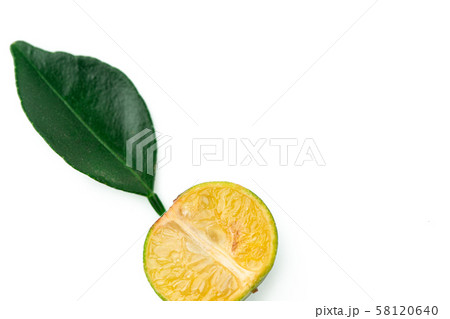 Small Fresh green oranges with leaf, on a white background. Cut Green tangerines. Tropical fruits Small Fresh green oranges with leaf, on a white background. Cut Green tangerines. Tropical fruits 58120640