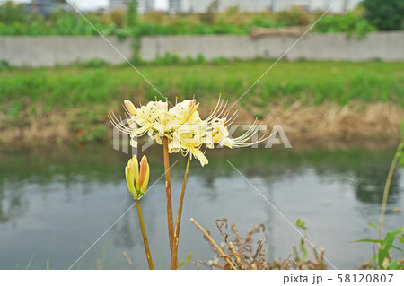 小川の岸に咲くヒガンバナの花 58120807