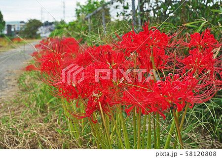 小川の岸に咲くヒガンバナの花 58120808