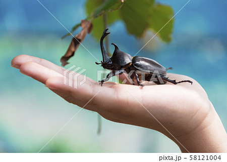 カブトムシ　夏休み　夏　虫　昆虫 58121004