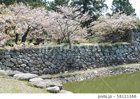 萩城址の石垣と桜 萩城址の石垣と桜 58121366