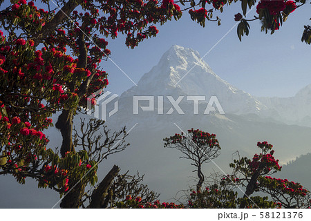Himalayas mountains during rhododendrons blossom 58121376