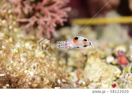 カンムリベラの幼魚 58122020