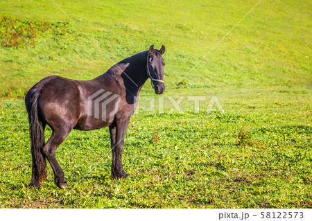 Horse on green meadow. 58122573