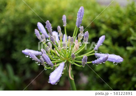 アガパンサス　ムラサキクンシラン　花　ガーデニング 58122891