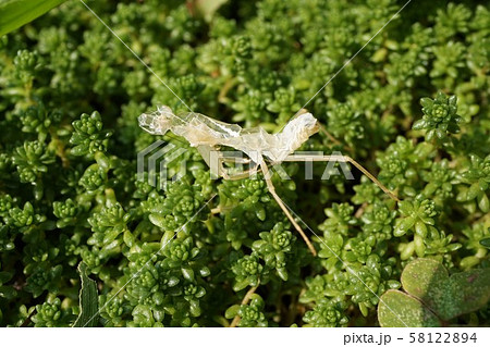 セダム カマキリ 脱皮 抜け殻の写真素材