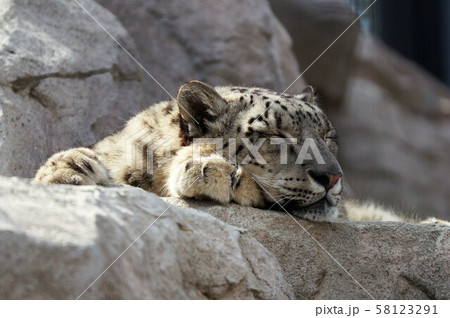 ユキヒョウ 58123291