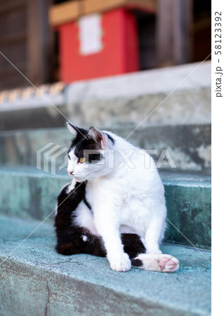 境内で寛ぐ猫 境内で寛ぐ猫 58123392