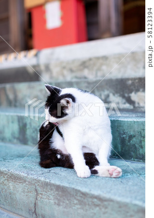 境内で寛ぐ猫 境内で寛ぐ猫 58123394