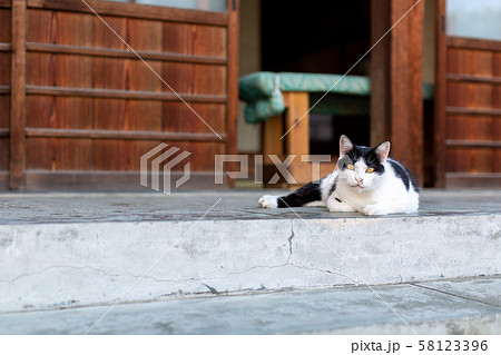 境内で寛ぐ猫 58123396
