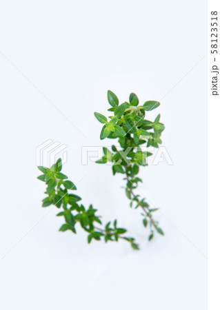 フレンチタイム フレンチタイム 58123518