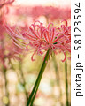 横浜のピンクの彼岸花 58123594