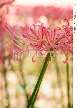 横浜のピンクの彼岸花 58123594