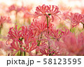 横浜のピンクの彼岸花 58123595
