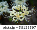 横浜の白色の彼岸花 58123597