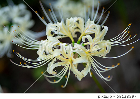 横浜の白色の彼岸花 横浜の白色の彼岸花 58123597