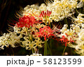 横浜の白色、赤のコンビネーションの彼岸花 58123599