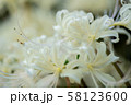 横浜の白色の彼岸花 58123600