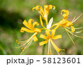 横浜の黄色の彼岸花 58123601