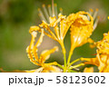 横浜の黄色の彼岸花 58123602