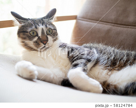 驚いた表情の猫 驚いた表情の猫 58124784