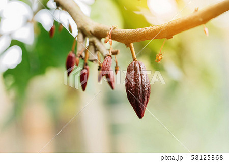Cacao Tree (Theobroma cacao). Organic cocoa fruit 58125368