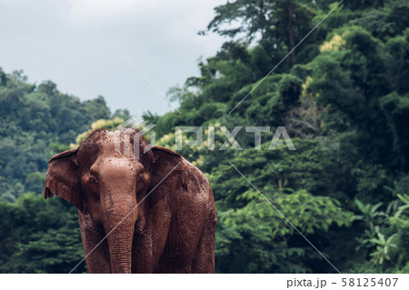 Asian Elephant in a nature at deep forest in Asian Elephant in a nature at deep forest in 58125407