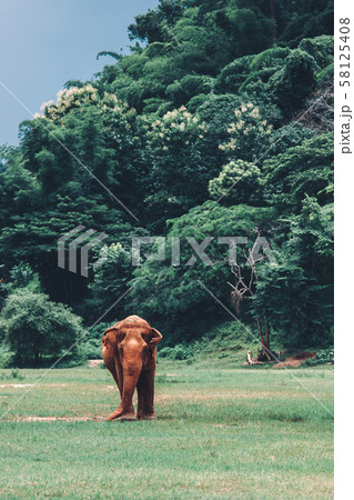Asian Elephant in a nature at deep forest in Asian Elephant in a nature at deep forest in 58125408