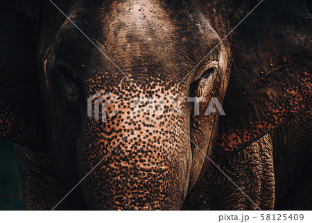 Asian Elephant in a nature at deep forest in 58125409