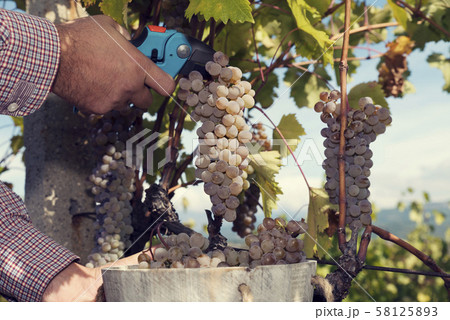 Man hands cutting cluster and putting it in wood bucket Man hands cutting cluster and putting it in wood bucket 58125893