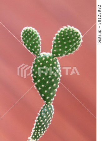 Bunny ears cactus against brown wooden background 58125982