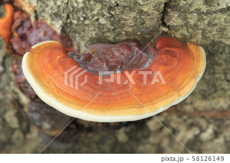 Orange mushroom stuck to the tree trunk 58126149