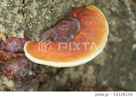 Orange mushroom stuck to the tree trunk Orange mushroom stuck to the tree trunk 58126150