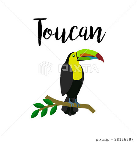 Exotic Tropical Toucan Parrot Birdのイラスト素材