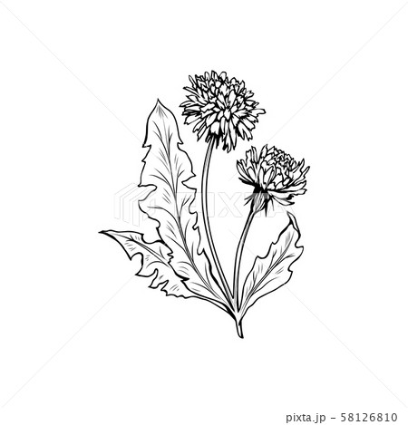 Dandelion Sketch Ink Floral Ornament Flowers Stock Vector Royalty Free  408228658  Shutterstock