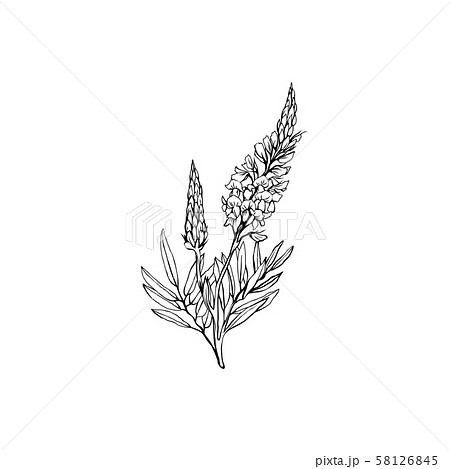 Sainfoin flowers black ink illustration Sainfoin flowers black ink illustration 58126845
