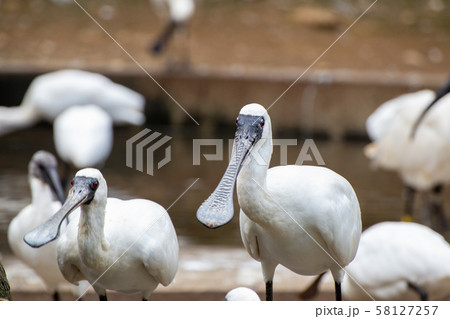 クロツラヘラサギ クロツラヘラサギ 58127257