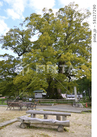 野間の大けやき(大阪府豊能郡) 野間の大けやき(大阪府豊能郡) 58127290
