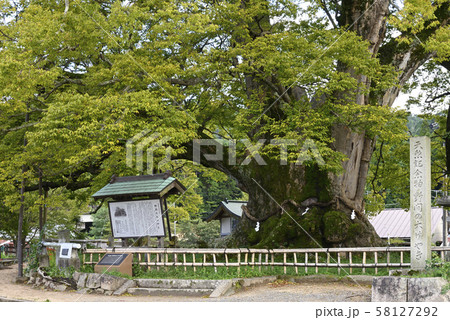 野間の大けやき(大阪府豊能郡) 野間の大けやき(大阪府豊能郡) 58127292